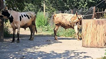 sud veren inek satilir: Iki baş bordaqlıq təmiz qan cins danalar satılır — 4