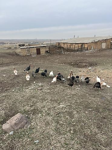 Индюки: Продаю | Индюшата | Для разведения — 3