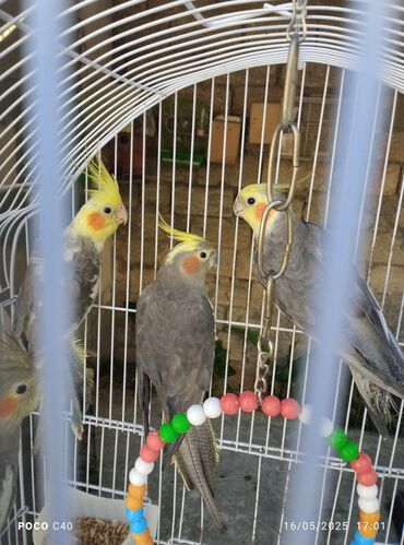 Tutuquşları: Qəfəsdə olan boz rəngli nimf papuqayları. Bu quşlar ev heyvanı kimi