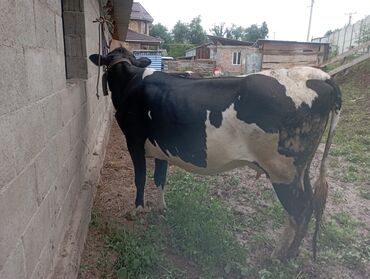Коровы, быки: Продаю | | Алатауская | Для молока | Стельные