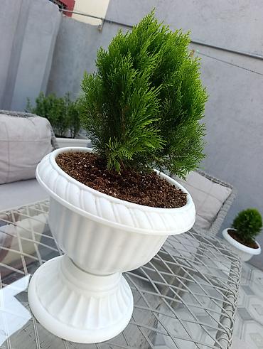 Digər daşınmaz kommersiya əmlakı icarəsi: Bag evlərinə villalara həyət evlərinə, bina evlərinə baglarina -da lalafo.az — 22 Digər daşınmaz kommersiya əmlakı icarəsi: Bag evlərinə villalara həyət evlərinə, bina evlərinə baglarina — 22