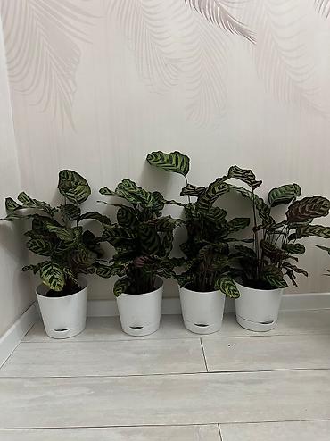 Бөлмө өсүмдүктөрү: Пахира 
Рость:1м 80см
Цена:5500 — 5