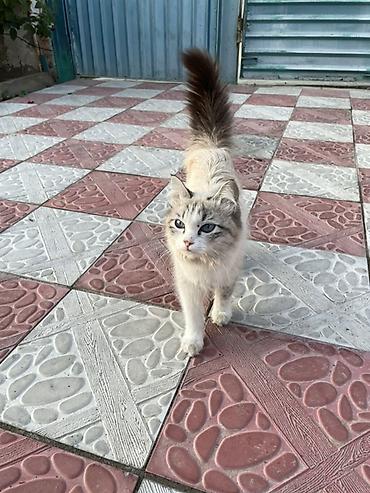 для кошек когтеточка: 1 год, Девочка, Приучена к лотку — 3