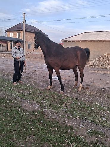 Лошади, кони: Продаю | Кобыла (самка) | Английская | Конный спорт | Племенные — 6