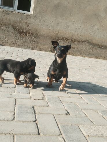 İtlər: Ingilis ov iti balalrı satlır bir erkey bir dişi itin anası cox agılı — 1