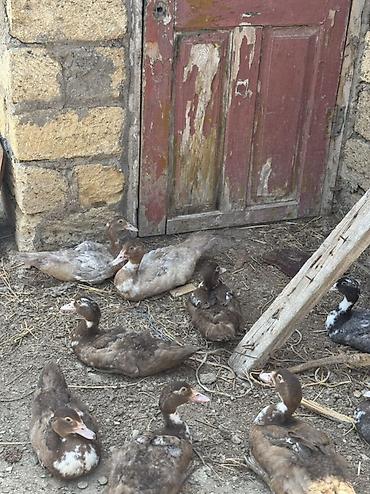 lal ördəklər: Lavanda Lal ördəyləri, 2aylıq Balalardır. Tam Sağlam ördəylərdir — 5