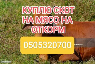 купить бычков на откорм: Сатып алам | Уйлар, букалар, Жылкылар, аттар | Бордоп семиртүү үчүн, Борго байлап семиртилген, Өзү алып кетүү