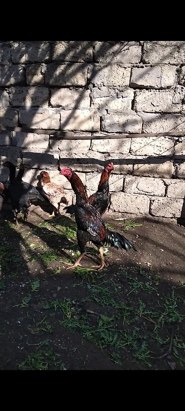 Xoruzlar: Heyratı beçə satılır cins heyvandı hələ tam ayılmayıb heyvanan başı — 9