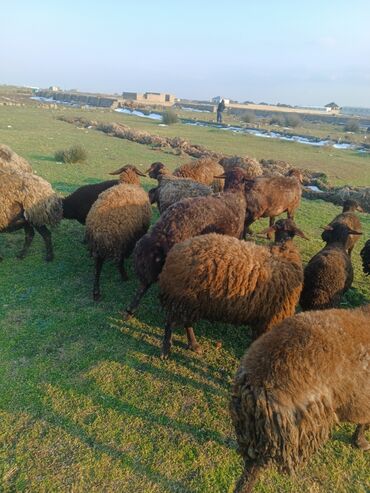 qurbanlıq qoyun satışı online: Bir yaş altı aylıqdır super qocdur temiz qala sortudur qan qirmizidir