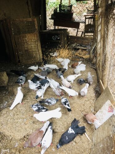 Göyərçinlər: Müxtəlif rənglərə və naxışlara malik ev göyərçinləri mövcuddur. Onlar — 7