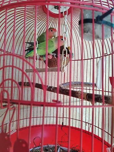 Зоотовары: Məhsul: Qırmızı asma quş qəfəsi aksesuarlar, 1 cut popuqaylar lovebird — 2