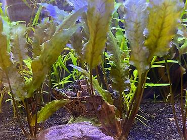 Akvarium aksesuar və ləvazimatları: Təbii ekosistem qurulmuş bitki akvaryumu satılır. içində balıqla — 3