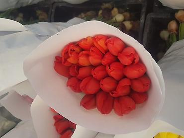 Букеты из живых цветов: Тюльпаны с луковицей — ассортименты цветов и сортов оптом на 8 - марта — 21