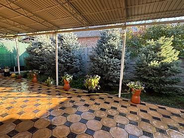 Ель голубая (Picea pungens), Декоративная декоративная хвойная порода