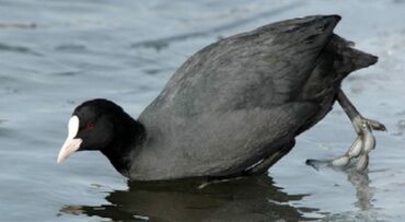 Птицы: Лысуха (Fulica atra) – водоплавающая птица из отряда журавлеобразных