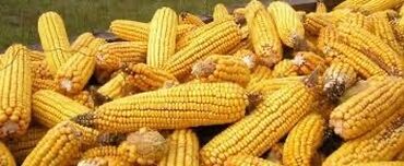 продаю кукуруза: Кукуруза Оптом, Самовывоз