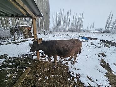 Коровы, быки: Продаю | Корова (самка) | Швицкая | Для молока | Привязанные — 12