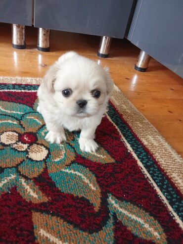 İtlər: Pekines, 1 ay, Erkek — 2