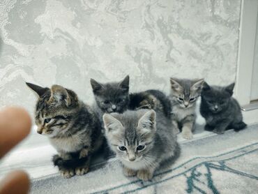 котята отдам в добрые руки: Кошка даром: Абиссинская, 3 месяца, Мальчик