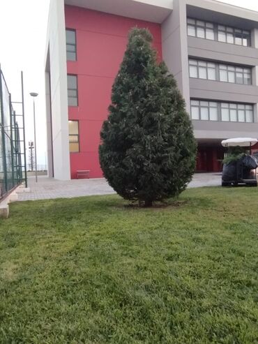 kafel metlax qiymətləri: Qazon,Yaşıllaşdirma,budama,suvarma sistemləri,bağ
