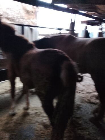 Лошади, кони: Продаю | Конь (самец) | Рабочий — 4