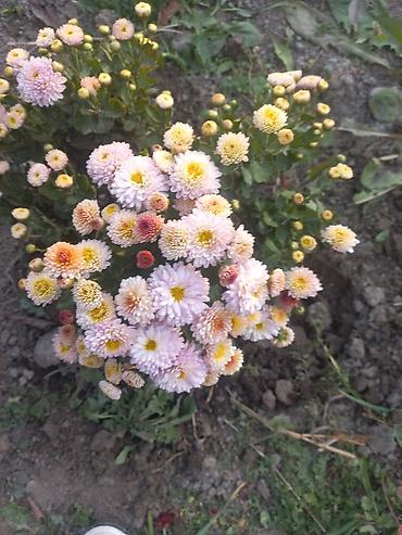 Другие виды семян и саженцев: Саженцы хризантем с пышной зеленой листвой, готовые к пересадке — 15