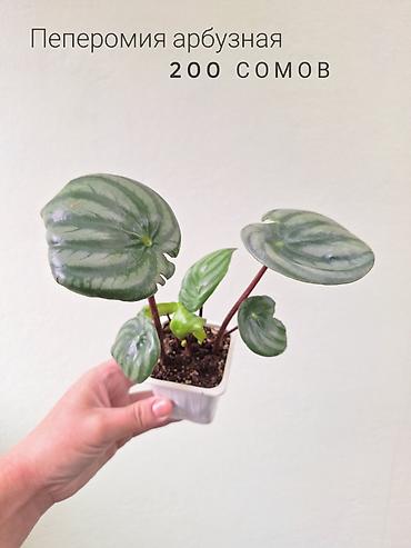 Бөлмө өсүмдүктөрү: 🌿 Комнатные растения/цветы (детки/молодые растения). 🪴 Названия и цены — 10