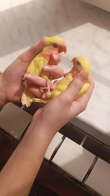 lutino: Növ: Sevgili (Lovebird) – Lutino rəng mutasiyası bala quşlar satılır — 2