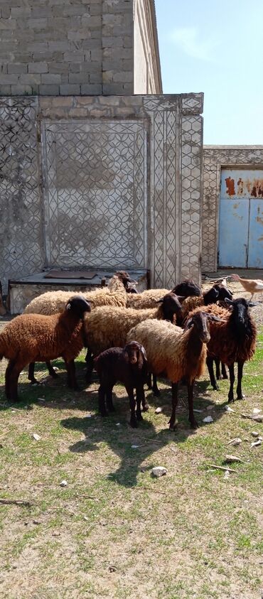 Salam obşi 11 baş heyvan 5 baş cavan ana-bala hündür quzuları ile 1