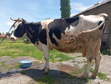 Коровы, быки: Продаю | Корова (самка) | Голштин | Для разведения, Для молока | После отела