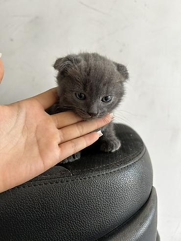 бенгалская кошка даром: Шотландский вислоухий котёнок (Scottish Fold) - Окрас: сплошной серый — 4