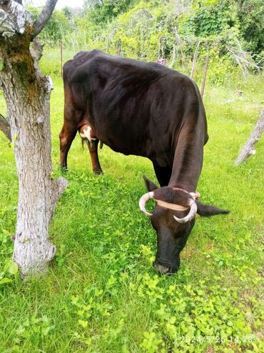 швиц быки: Продаю | Корова (самка) | Алатауская | Стельные