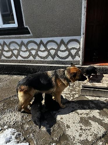 Продажа собак: Немецкая овчарка, классический черно‑рыжий окрас. Плотный подшерсток — 7