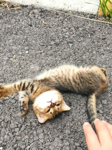 бурманская американская кошка: Котёночек 😻 буульочка живут на улице не моя кошка ! можете забрать ее