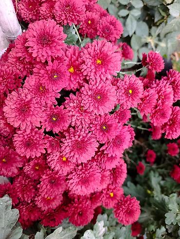 Массаж: Массаж | Остеохондроз, Холка на шее — 9