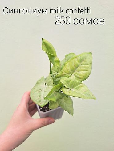 Другие комнатные растения: • Комнатные растения (укоренённые черенки/детки/молодые — 4