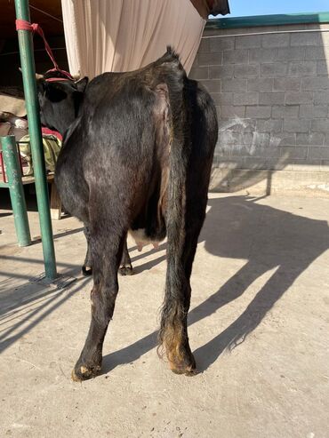 Коровы, быки: Продаю | Корова (самка) | Для молока — 8