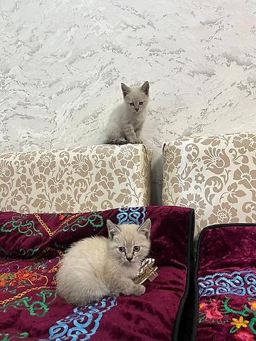 мака ош: В САМЫЕ ДОБРЫЕ РУКИ 🤲🏻 Котенок с окраcом поинт (светлая шерсть с более — 2