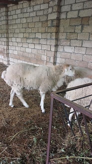 at satılık: 2 illik erkek qaradolaq sortu satilir, saglam heyvandi, real alici — 3