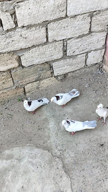 goyercin type 1: Hazır cüt boynu güllülərdi 4dü 50m — 3