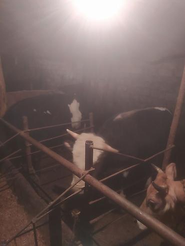 Inəklər, öküzlər: Inəklər, öküzlər — 8