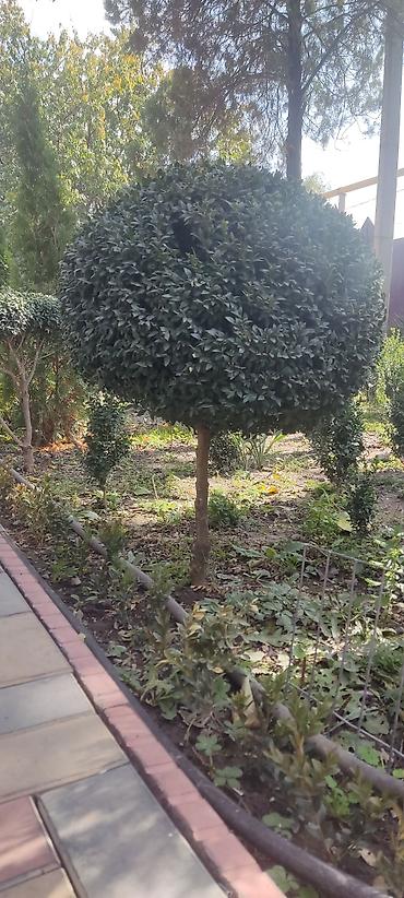 семена ель: В наличие около 500 кустов Самшит (Buxus sempervirens) – декоративные — 1
