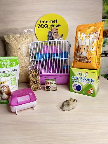 Хомяки: Продаются хомячки джунгарские, сирийские, ангорские пушистые хомячки — 22