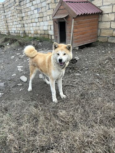 itlerin satışı: Akita-inu, 3 il, Dişi, Ünvandan götürmə