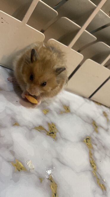 Gəmiricilər: Xamyak hemster 3 eded her biseyile birlikde — 2