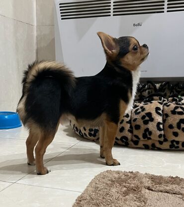 собаки хатико: Кабель чихуахуа для вязки. Мини- вес 1,5 кг, породный, с красивой