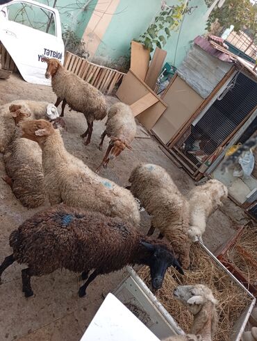 Akvariumlar: Salam 10ədəd dişi qoyun 140manatdu 1ədədi aşağı yeri yoxdu qoca Arığ