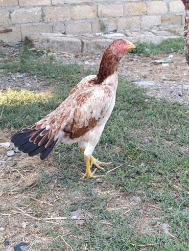 simmental ineklerin satisi: Toyuq, Damazlıq