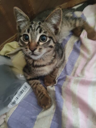 шотландская мраморная кошка: 3 месяца, Мальчик, Приучена к лотку, Проглистована