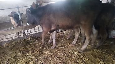 Коровы, быки: Продаю | Тёлка | На откорм — 3